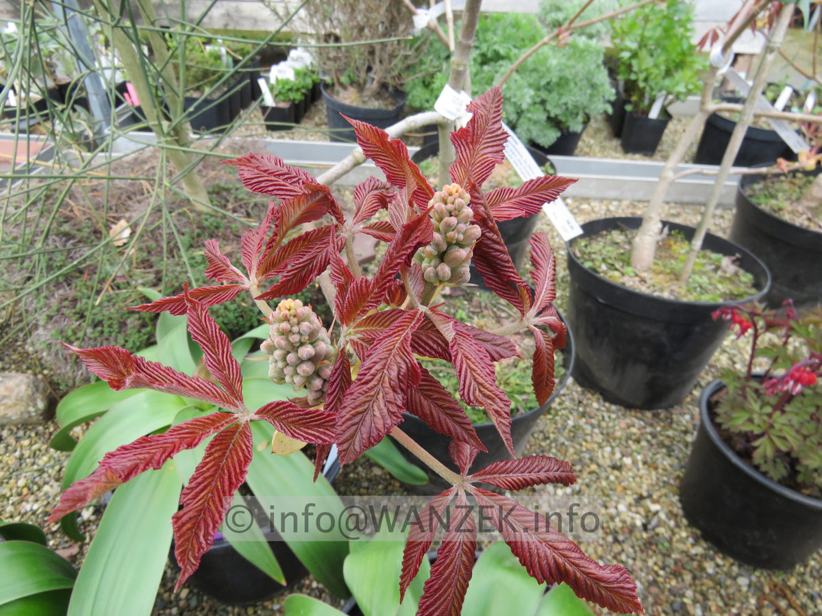 Aesculus pavia Koehnei - roetlicher Austrieb und Bluetenknospen.JPG